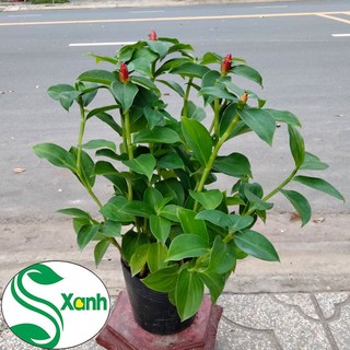 Cây hoa phúc lộc thọ