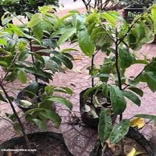 Cây thị giống - cam kết chuẩn f1