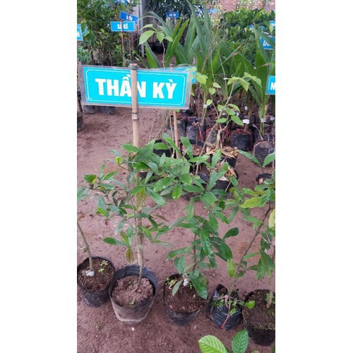 Cây thần kì - Cây ăn quả độc đáo mang lại sự thích thú khi sử dụng