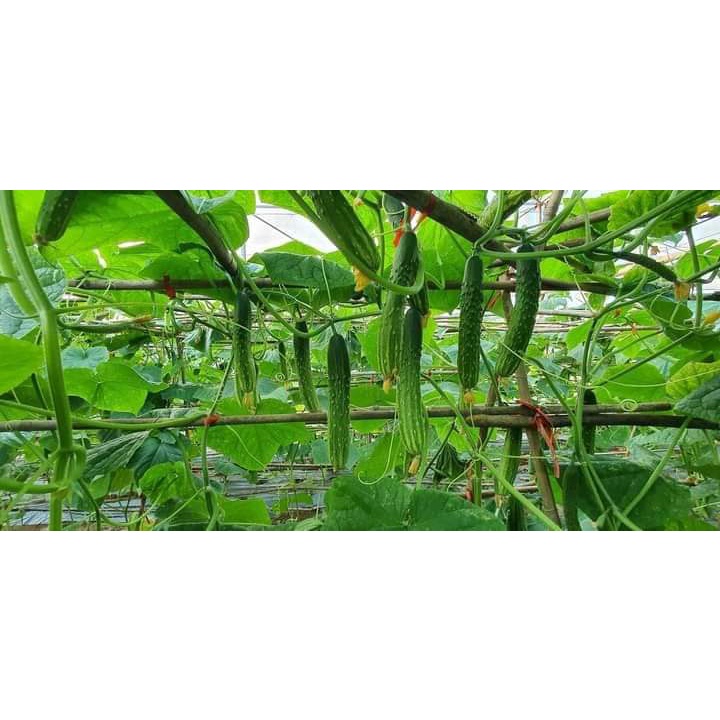 Hạt giống Dưa chuột nếp - dưa leo nếp thơm siêu trái