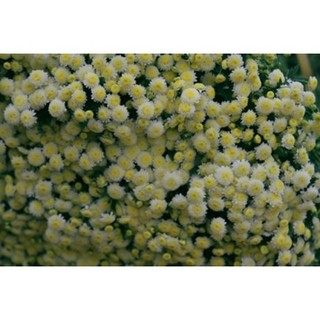Gói 100 hạt giống hoa cúc chi trắng