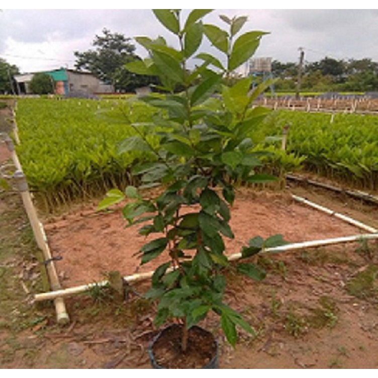 CÂY GIỐNG SẮN THUYỀN F1 SIÊU SỚM