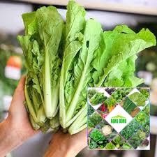 10 gram hạt giống cải bẹ dúm