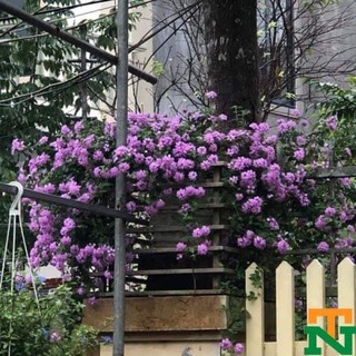 Hoa ngũ sắc rủ