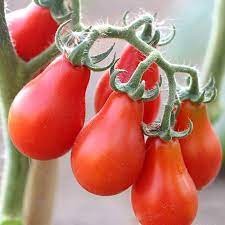 hạt giống cà chua lê đỏ 50 hạt