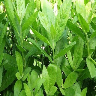 Lá Cúc Tần tươi 1kg