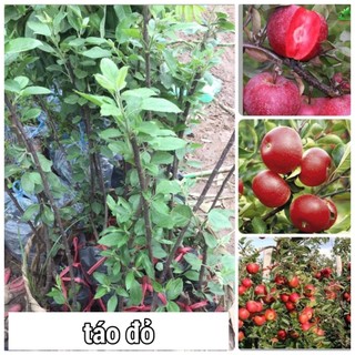 CÂY GIỐNG TÁO ĐỎ LÙN F1