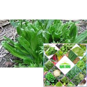 1 gr  giống rau mùi tàu (rau ngò gai) HAT F1
