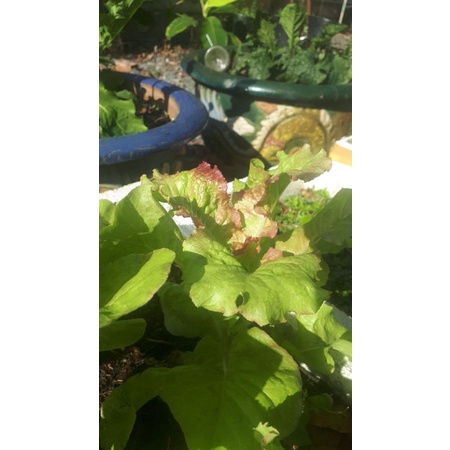 2000 HẠT GIỐNG XÀ LÁCH CÁNH LỬA PRIZEHEAD