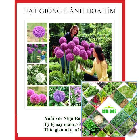 200 hạt giống hành hoa tím