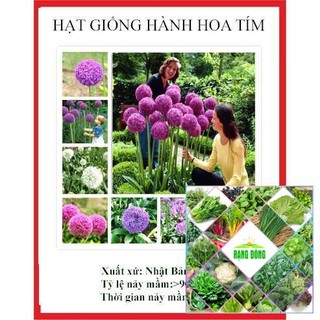 200 hạt giống hành hoa tím