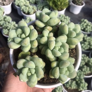 Sen đá sỏi mới size trung chậu 10cm lỗi 1 đổi 1