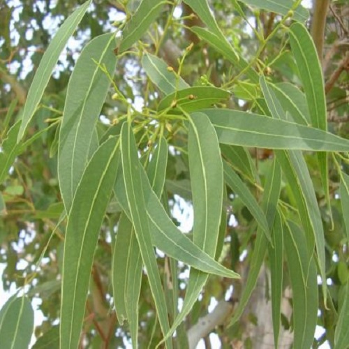 1kg Lá Bạch Đàn tươi - Hàng có sẵn