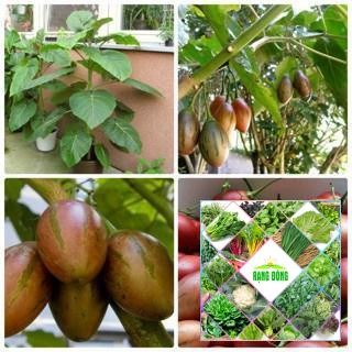 Gói 10 hạt giống cà chua thân gỗ