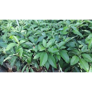 CÂY BƠ 34 GIỐNG