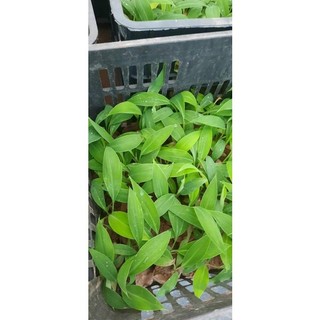 Giống cây Chuối Tây Lùn (Chuối Già Lùn -Chuẩn giống) ( cây xanh ngọc lan 47)