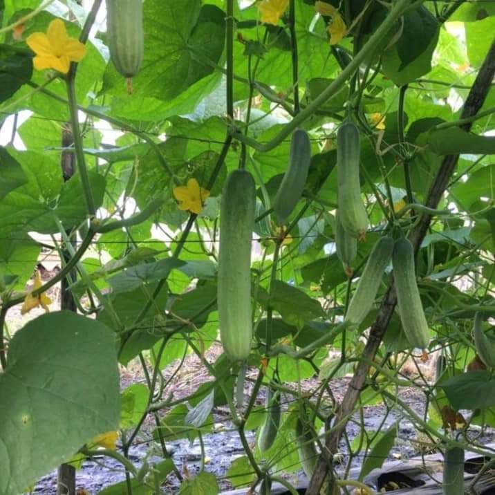 Hạt giống Dưa chuột nếp - dưa leo nếp thơm siêu trái