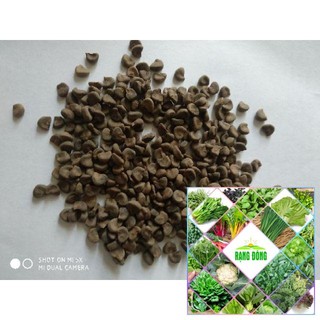 Gói 20 hạt giống atiso đỏ
