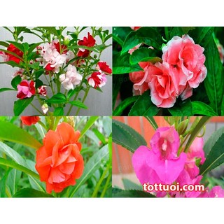 100 hạt giống hoa móng tay kép