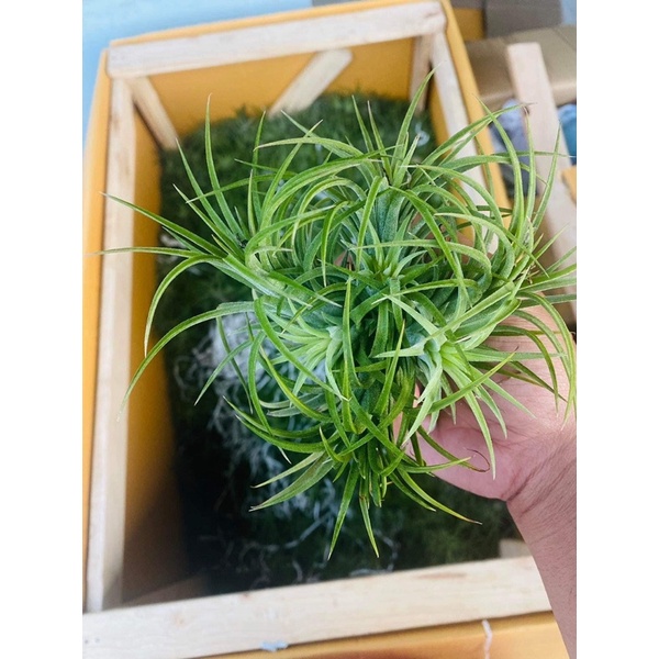 Cây không khí, dễ trồng, trang trí ban công,trong nhà hay bể bán cạn,terrarium, tiểu cảnh