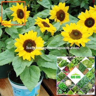 30H - HẠT GIỐNG HOA HƯỚNG DƯƠNG LÙN Hạt Giống Nông Trại Xanh THE GARDEN