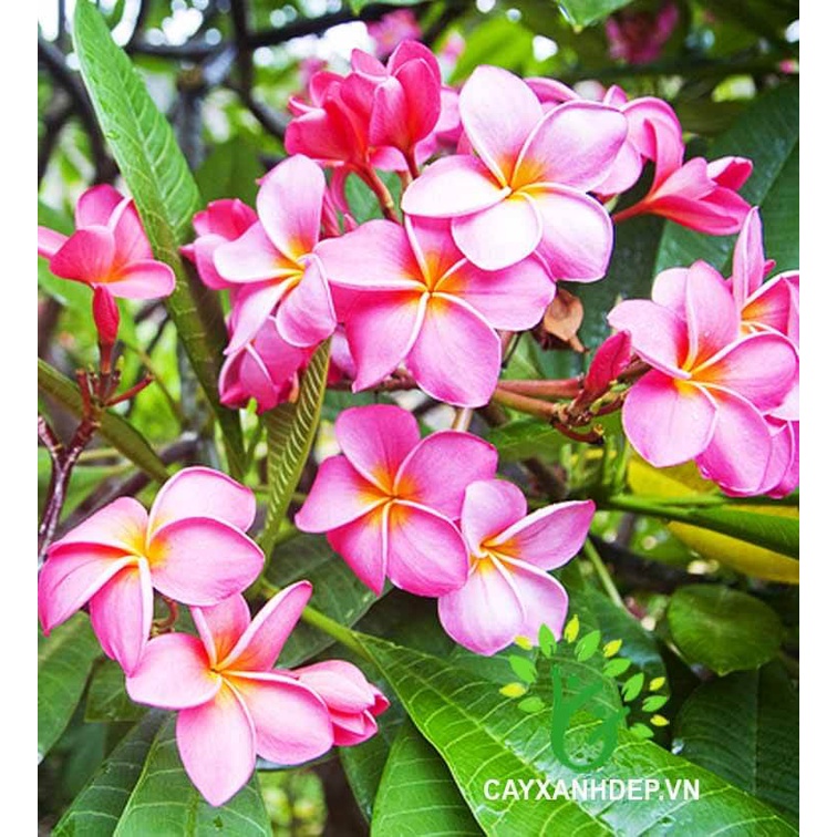 cây giống Cây Hoa Đại (Sứ Đại) Cổ Thụ màu hồng