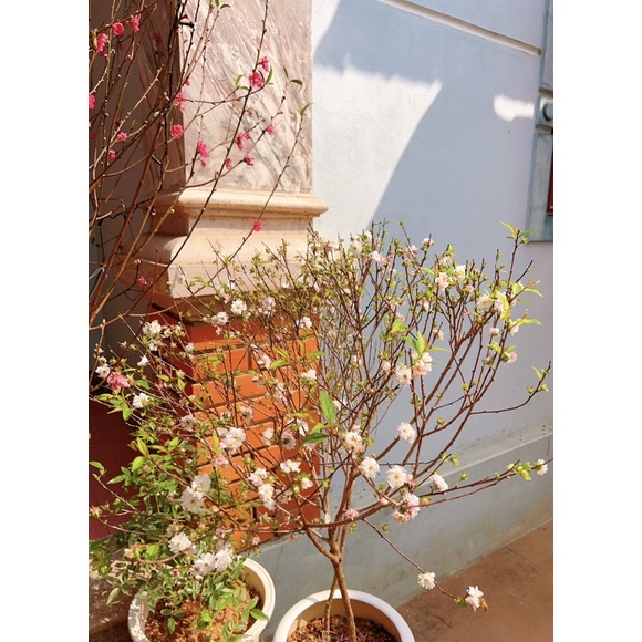 Cây nhất chi mai(mai trắng)