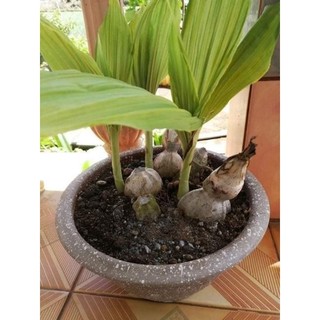 1 củ lan bình diệu củ To