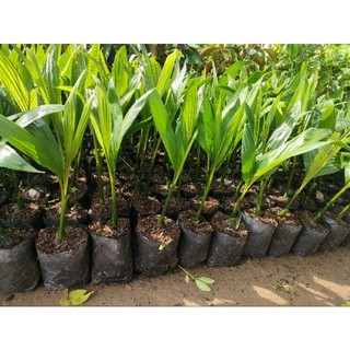Cây cau ăn quả giống