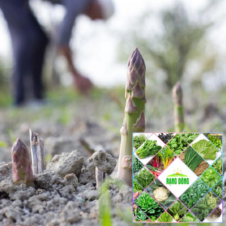 20H - HẠT GIỐNG MĂNG TÂY Hạt Giống Nông Trại Xanh THE GARDEN