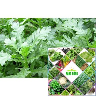Gói 10 gr hạt giống rau cải cúc bốn mùa ( rau tần ô) HAT F1
