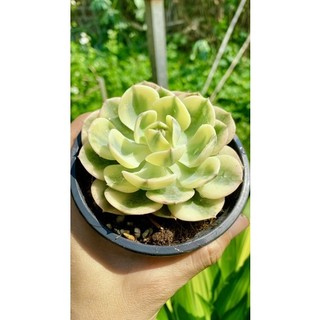 Sen đá đất xanh var