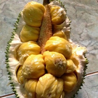 Cây giống Mít Tố nữ