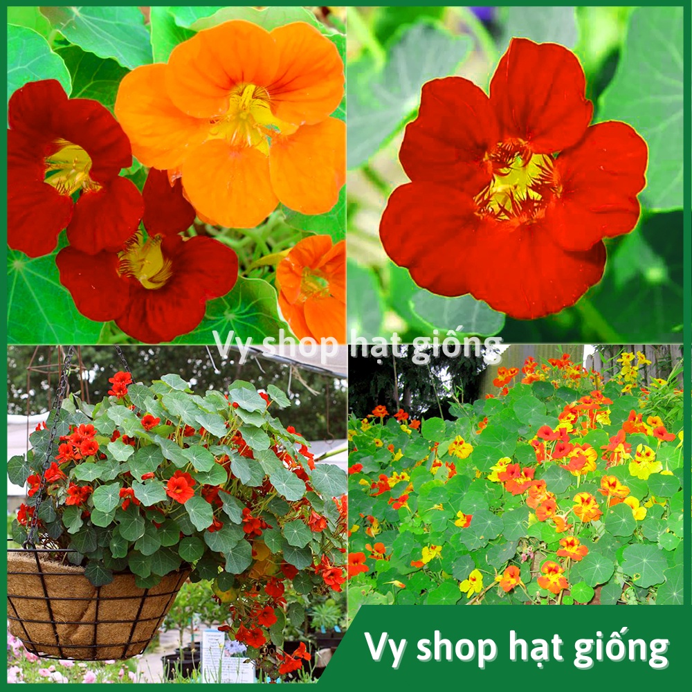 Hạt giống hoa sen cạn thân leo hoặc bò rủ - Nasturtium gói 50 hạt