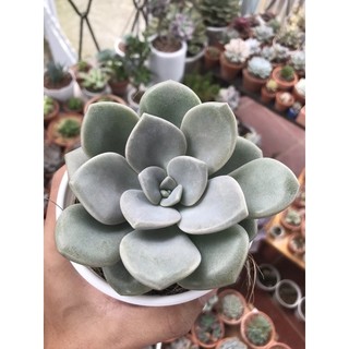 Sen đá sỏi dẹt size trung chậu 10cm lỗi 1 đổi 1