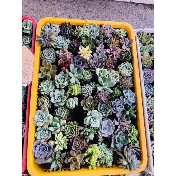 Sen đá size nhỏ 6cm 30 cây khác loại