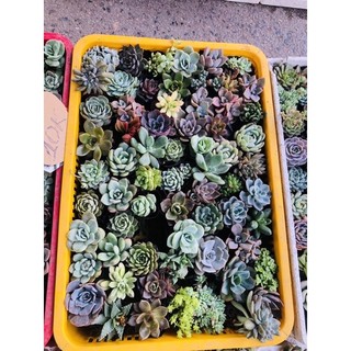 Sen đá size nhỏ 6cm 30 cây khác loại