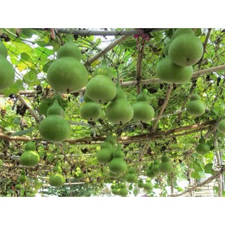 Thanh lý tất cả các loại hạt giống rau, hạt giống quả, củ Rạng Đông các loại đồng giá 5-10K
