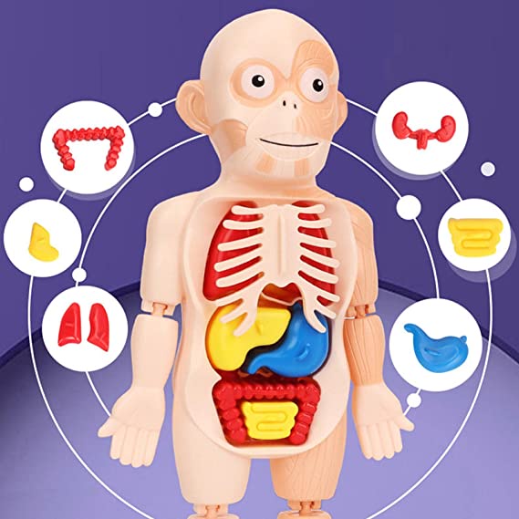 Mô Hình Cơ Thể Người 3D DIY