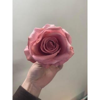 Hồng nhung 1 bông rời trang trí