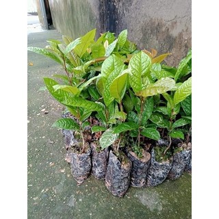 Combo 4 cây trà hoa vàng - chè hoa vàng