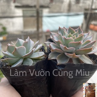 Sen Đá Hồng Phấn 🌸🌸🌸 Size Bầu - Size Trung