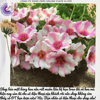 Hoa sam thái hoa mười giờ sam đơn màu số 176 giống mới dễ trồng siêu đẹp 🍒