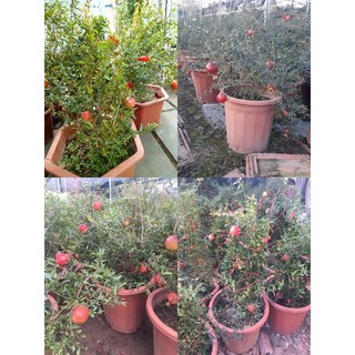 Cây lựu đỏ lùn Thái bonsai mini- cây sẵn hoa và quả