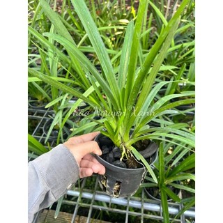 Kiếm Phan Trí Gieo Hạt - Chậu Phi 12