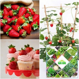 Gói 100 hạt giống dâu tây leo đỏ