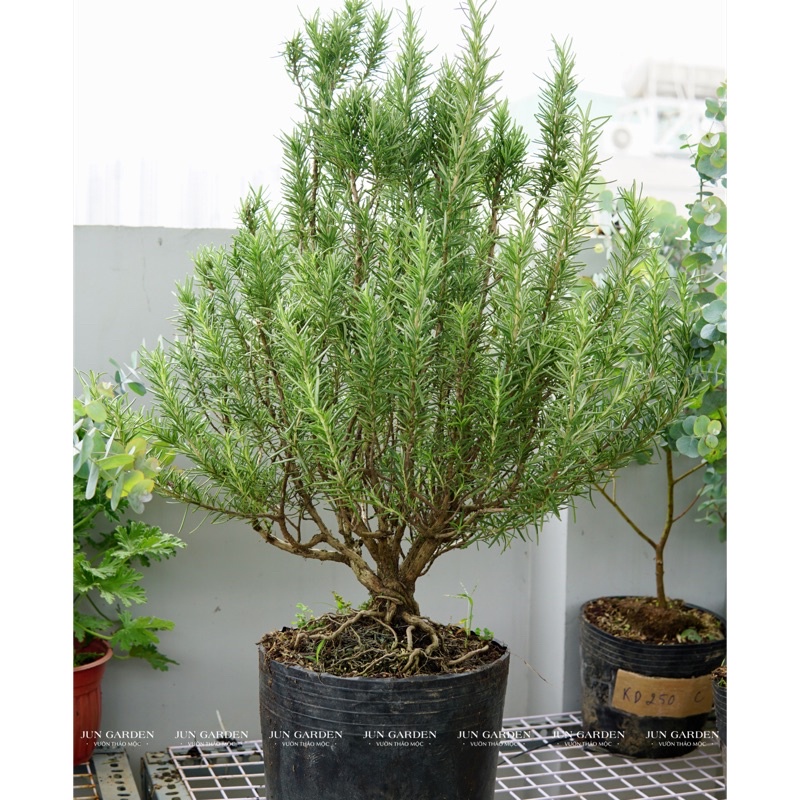 Cây Hương Thảo Rosemary JUN GARDEN size đại