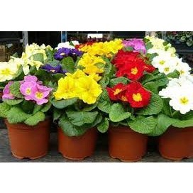 50 hạt giống hoa báo xuân mix màu
