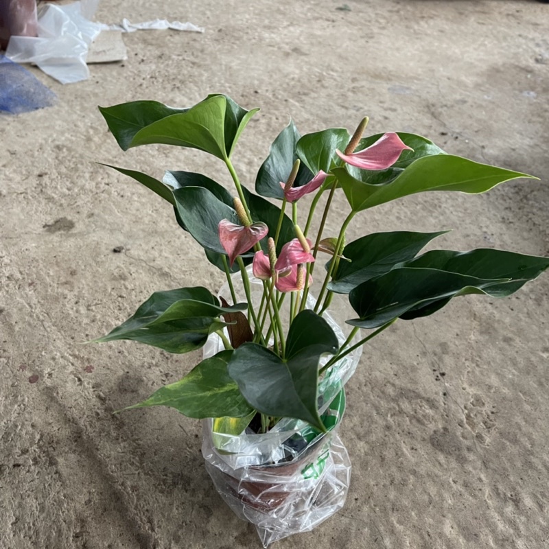 Cây hồng môn hồng cao 40cm hoa siêu bền và sai hoa.thích hợp trang trí bàn làm việc