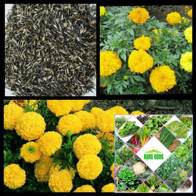 50 Hạt giống cúc vạn thọ vàng lùn